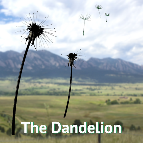 The Dandelion