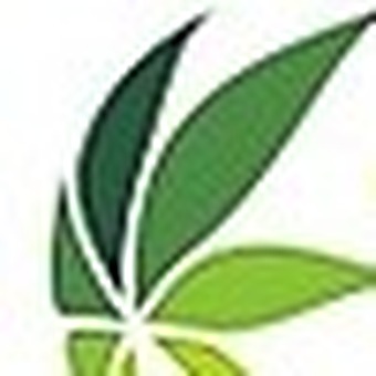 Olympia Cannabis Tweed logo