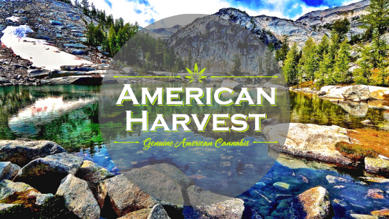 American Harvest - Cannabis Store (Recreational & Medically Endorsed) logo