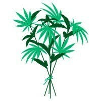 The Green Bouquet Cannabis Inc logo